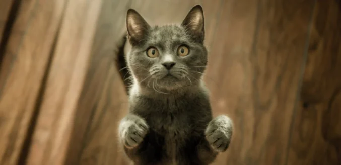 Il gatto impara? Sì eccome